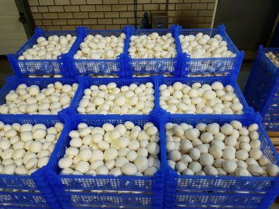 Muchamp Champignons foto-0007