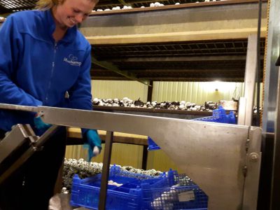 Muchamp Champignons foto--3