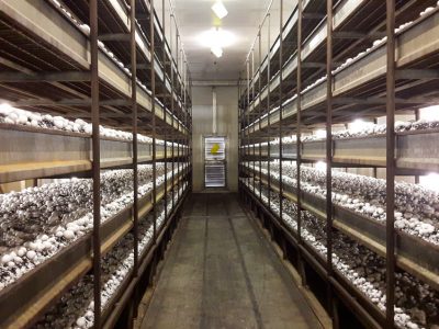 Muchamp Champignons foto--4